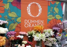 Display of Dümmen Orange.